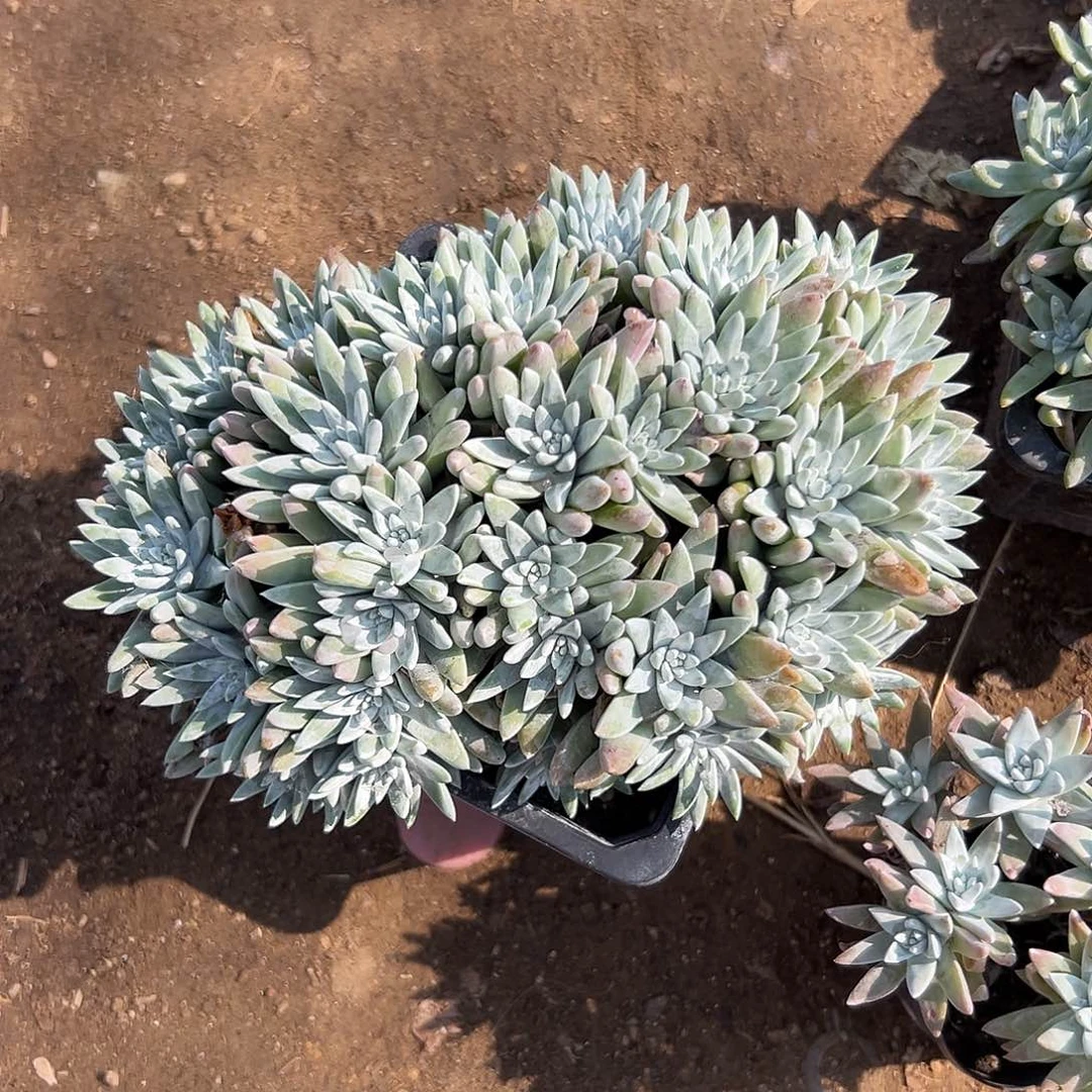 多肉植物老庄白菊