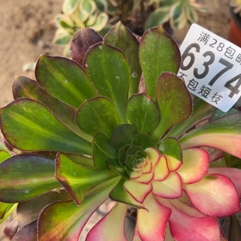 爱马仕无根多肉植物6374