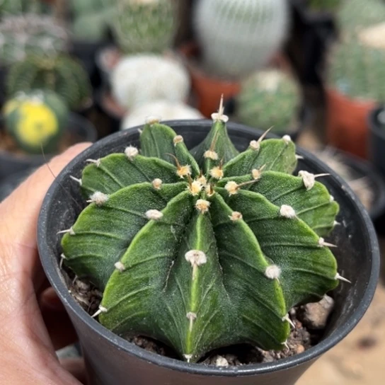 当前无花栽培后可以开花实生肋骨牡丹