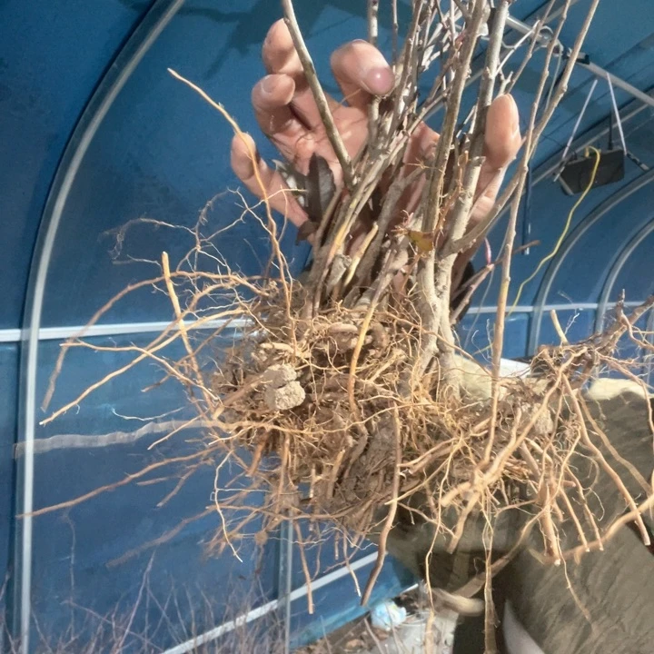 原生海棠凌之舞海棠花苗一颗