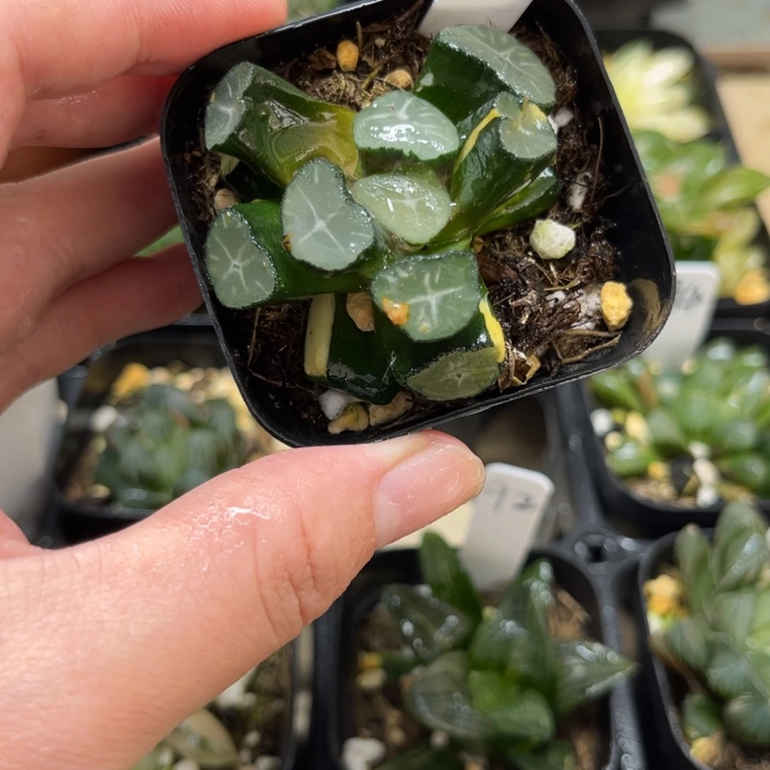 95玉龙万象锦一物一拍