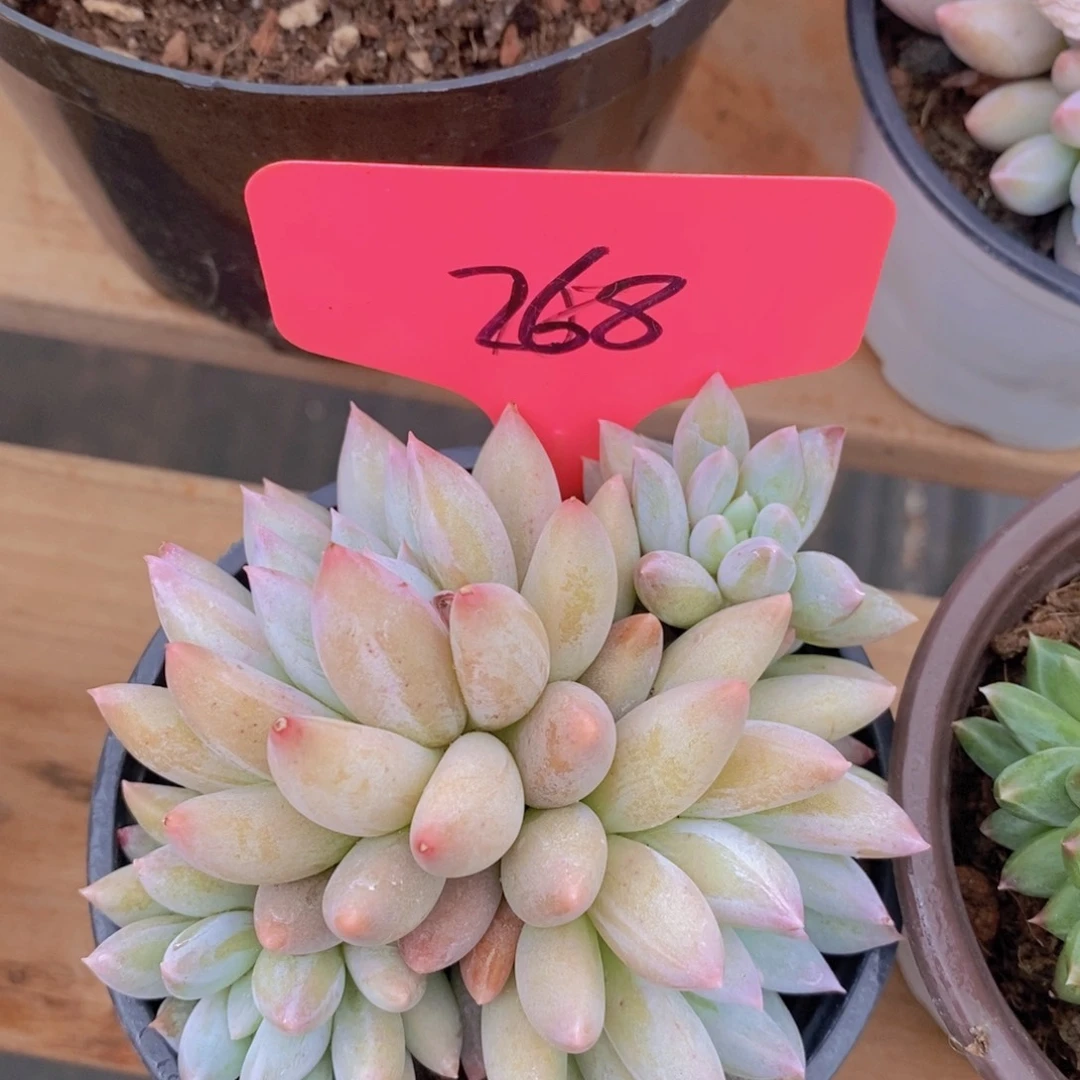 开心多肉，一物一拍，节日快乐