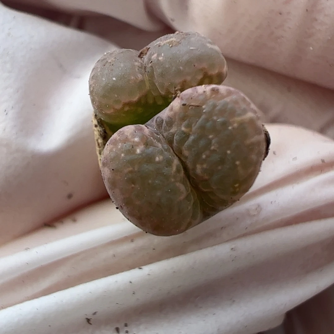 466 好看的多肉冲冲冲