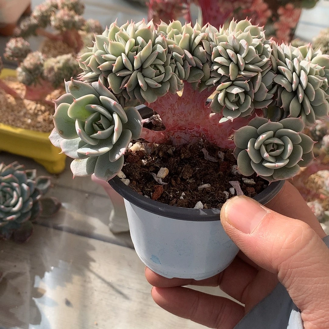 405雪域蓝巴黎朵朵缀一颗12.5厘米