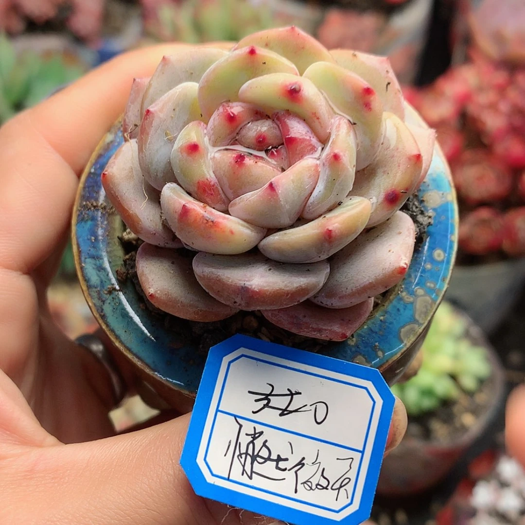 【闪购商品】悄**笑悄然微笑带盆