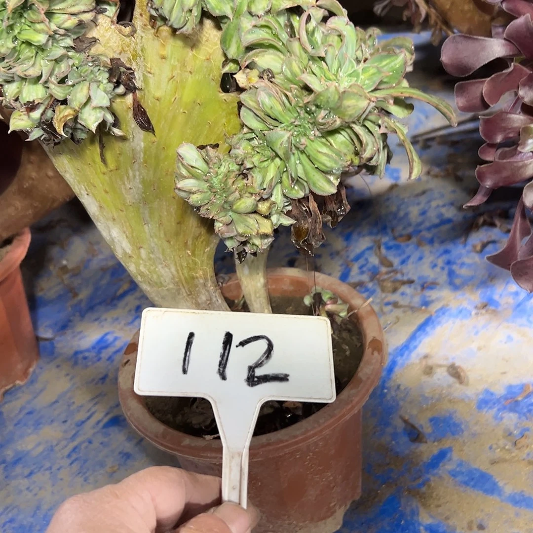 多肉植物幻影缀花112