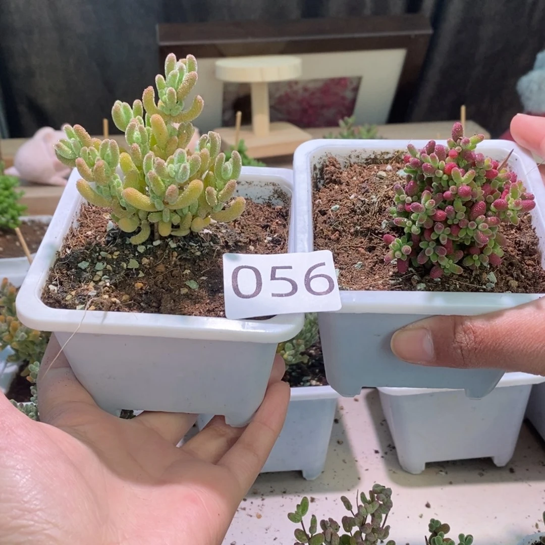 福利款带盆土发货一物一拍