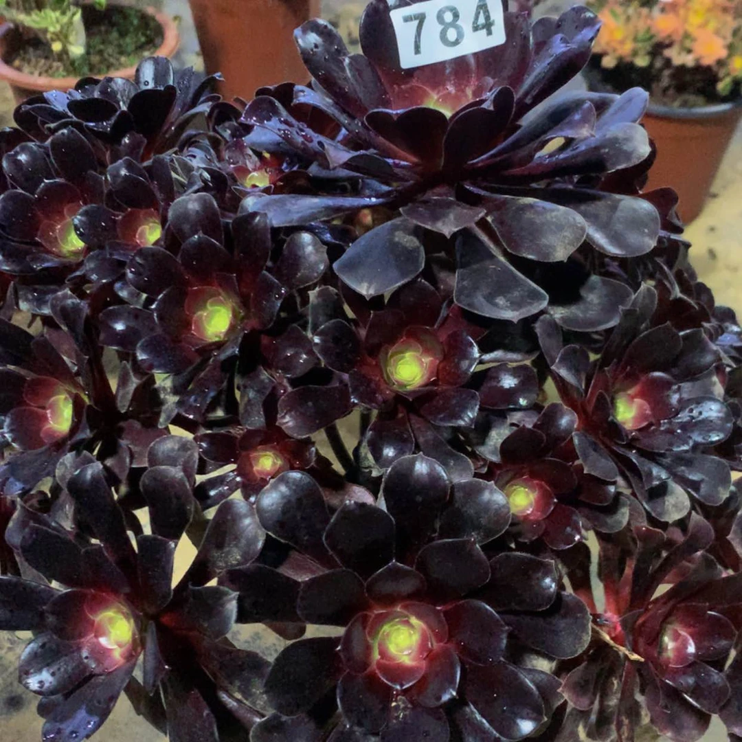 【闪购商品】784欧姿多肉