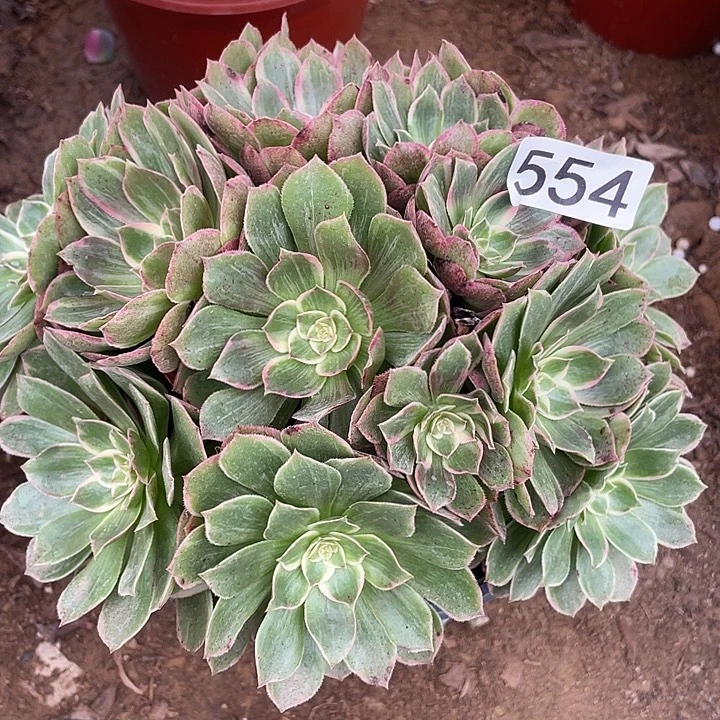554莲花座多肉植物