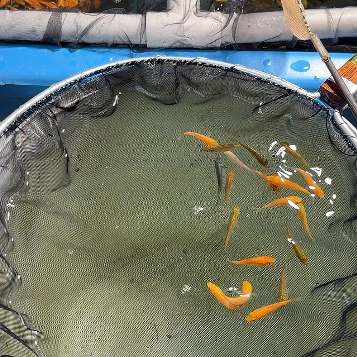 锦鲤小西黄猿茶鲤鱼随机