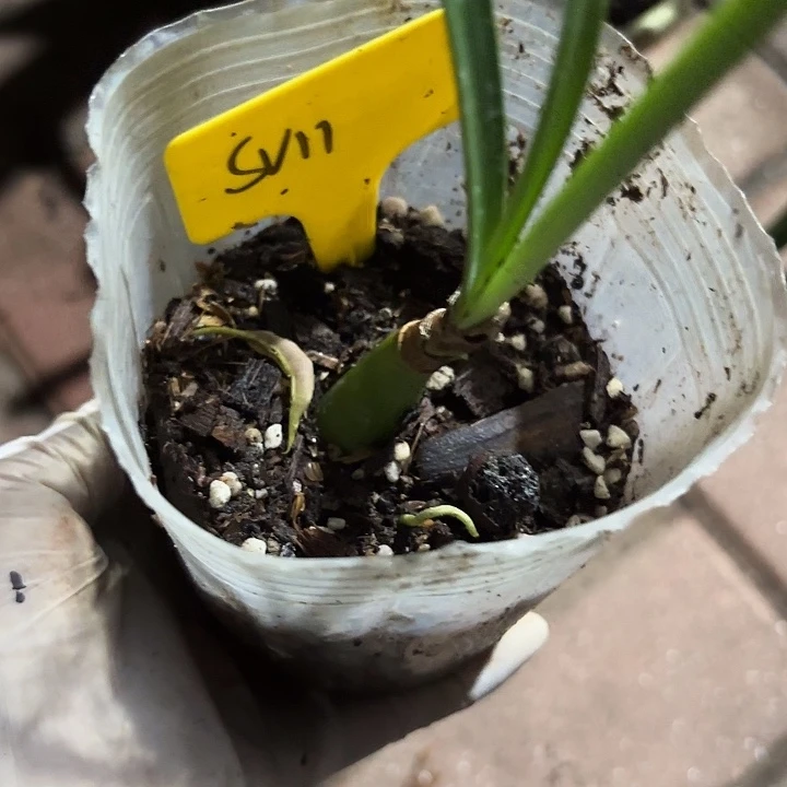无花朵朱顶红Sv11带盆土发货2+