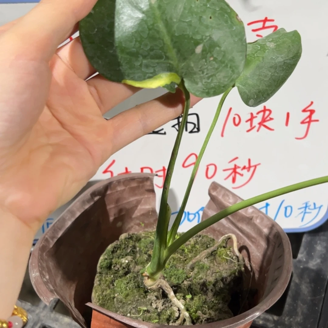 完全开放大东专拍