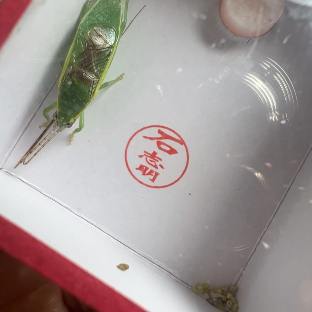 蟋蟀一只石单金钟