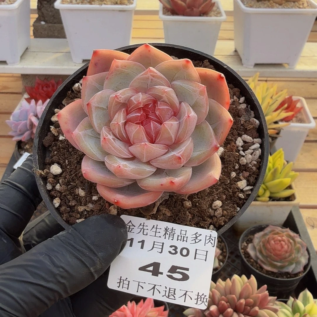 1130-45冰花单头a