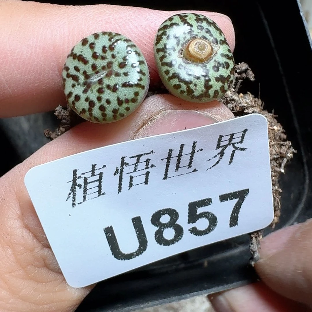 857号多肉植物蔚为大观