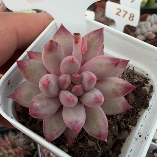 296 一物一拍多肉