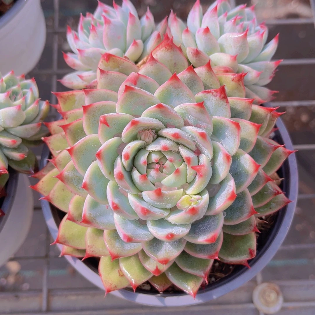 桃夭13公分899989999999