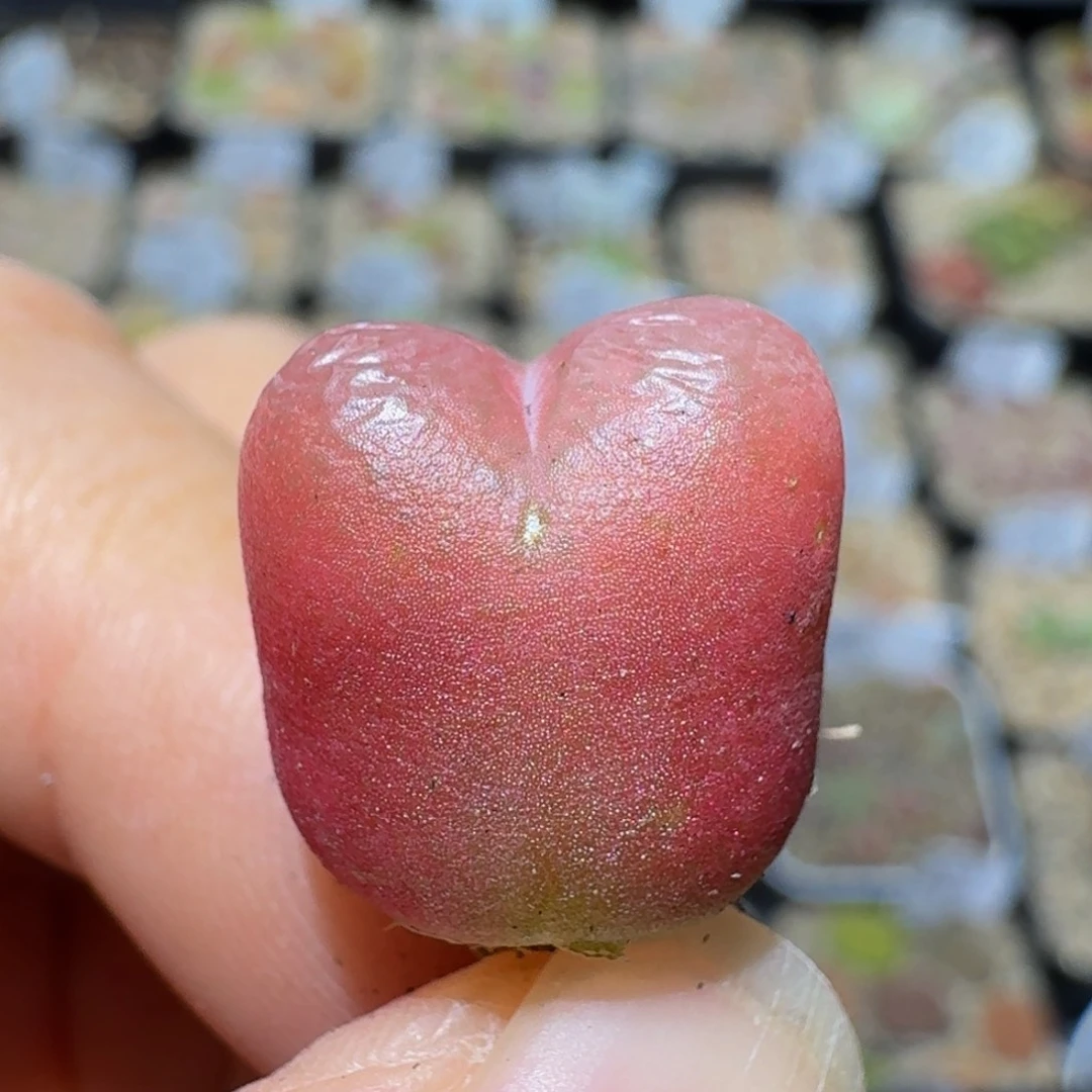 Ssss生石花肉锥192红宝石