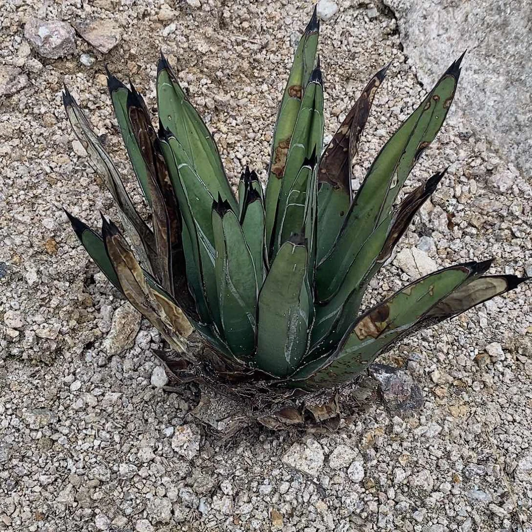 西***虎流星一颗大残不包售后1230