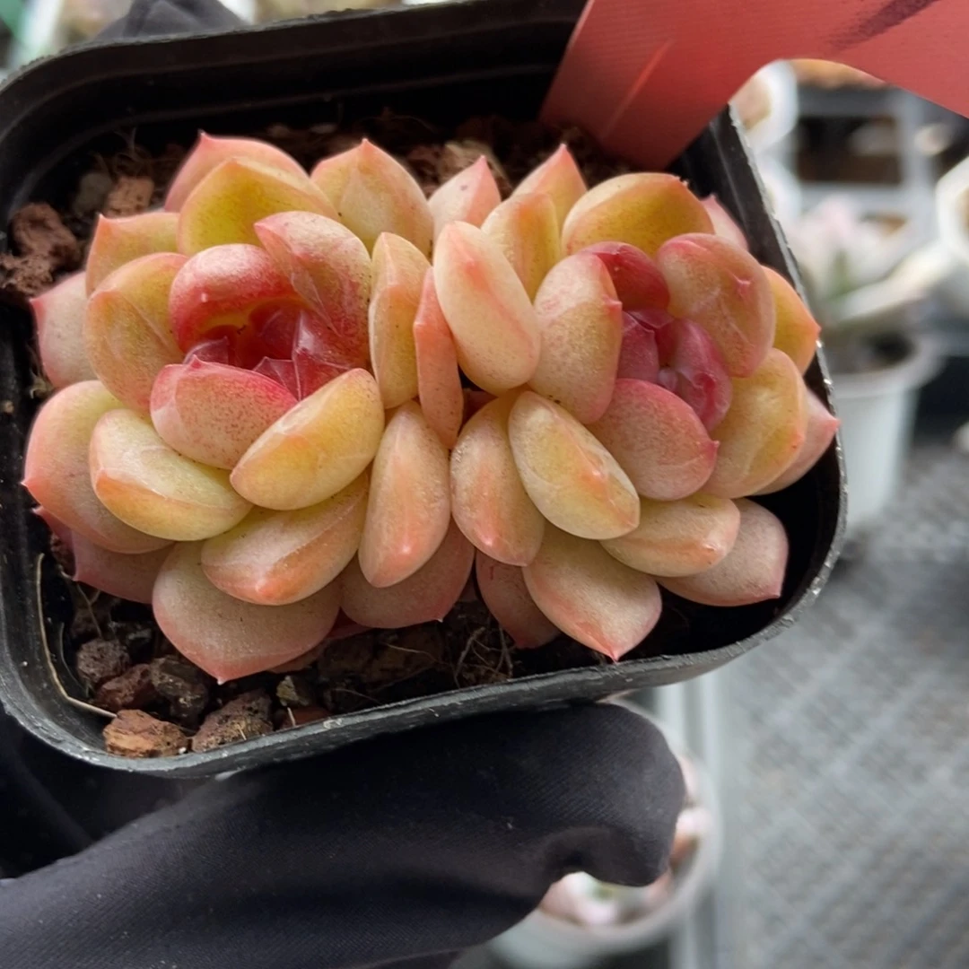 1389琴心多肉植物保护