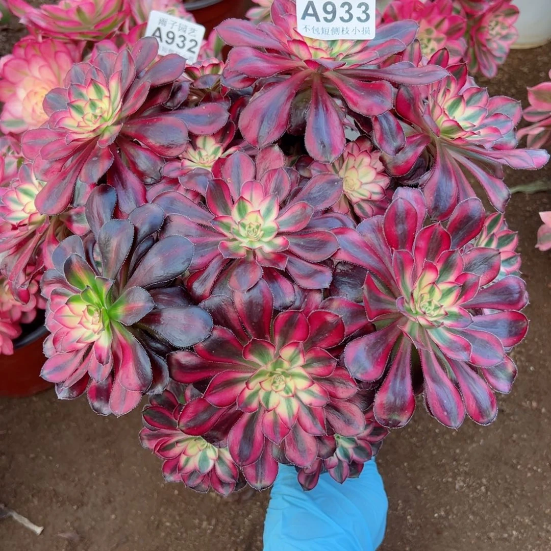 933香奈儿尺寸28左右