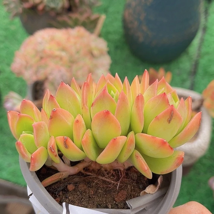 翠鸟朵朵24117多肉植物