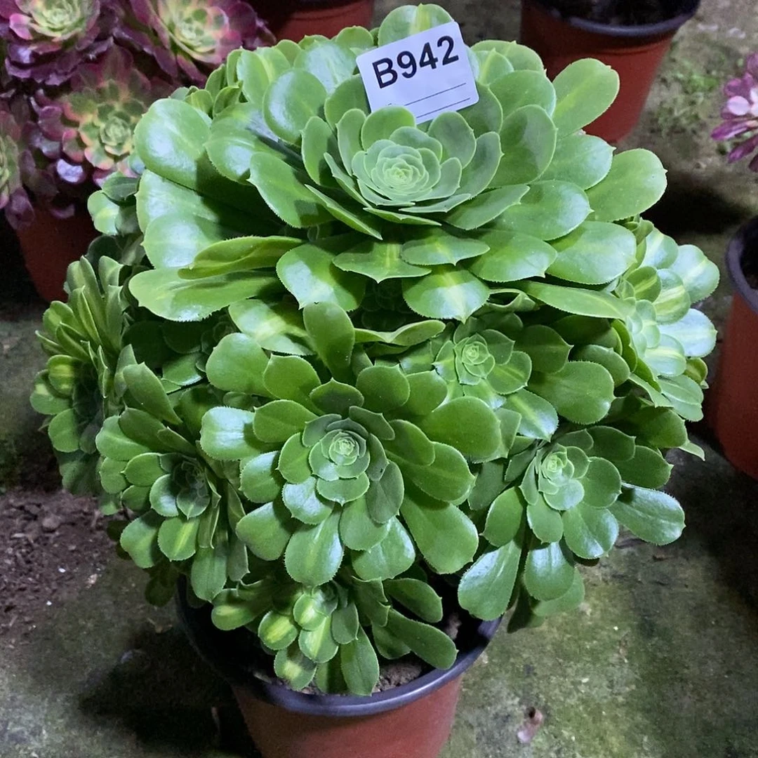 绿杨蓉多肉植物942