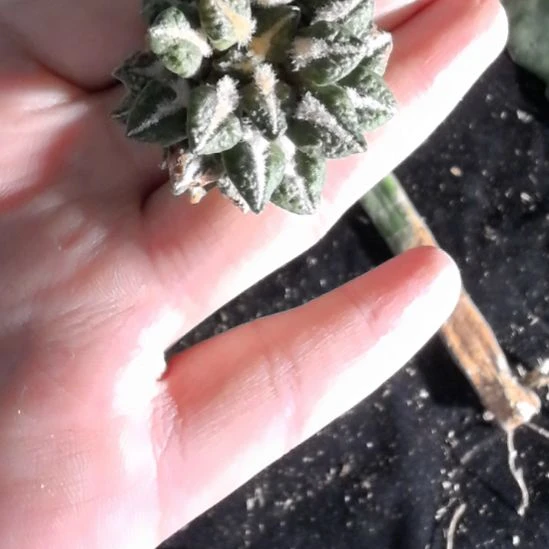 一物一拍，柱子球！！！