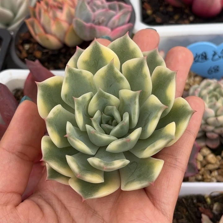 爱丽卡锦一颗价格