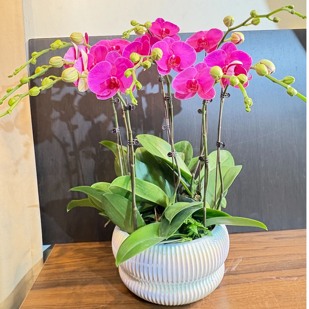 蝴蝶兰【恭喜发财】盆栽花卉观花植物室内厂家直销批发兰花