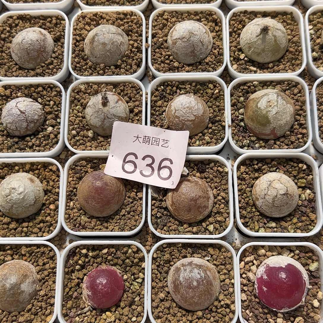 0000636量拍大灯泡尺寸不不低于2.0脱土发