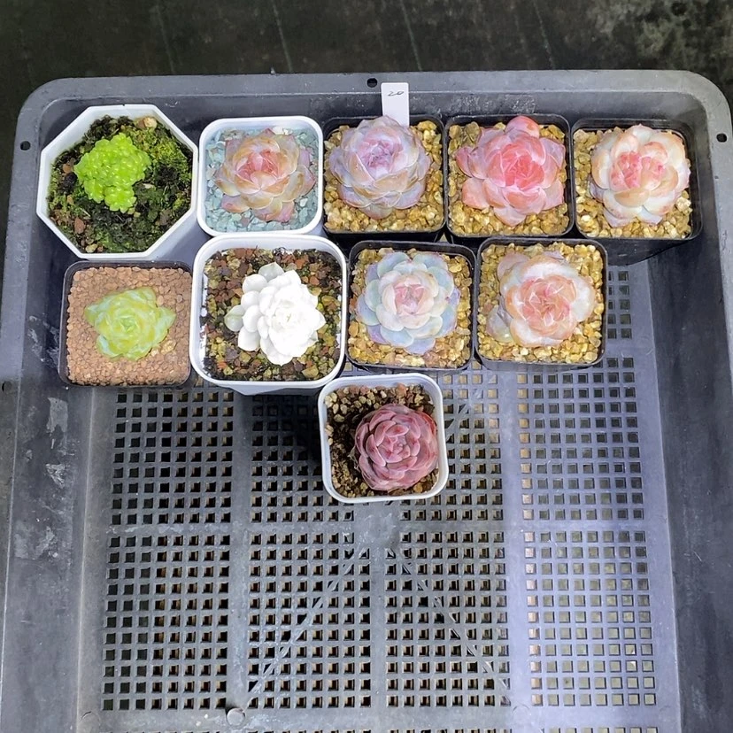 【闪购商品】努***觉20一筐10颗多肉