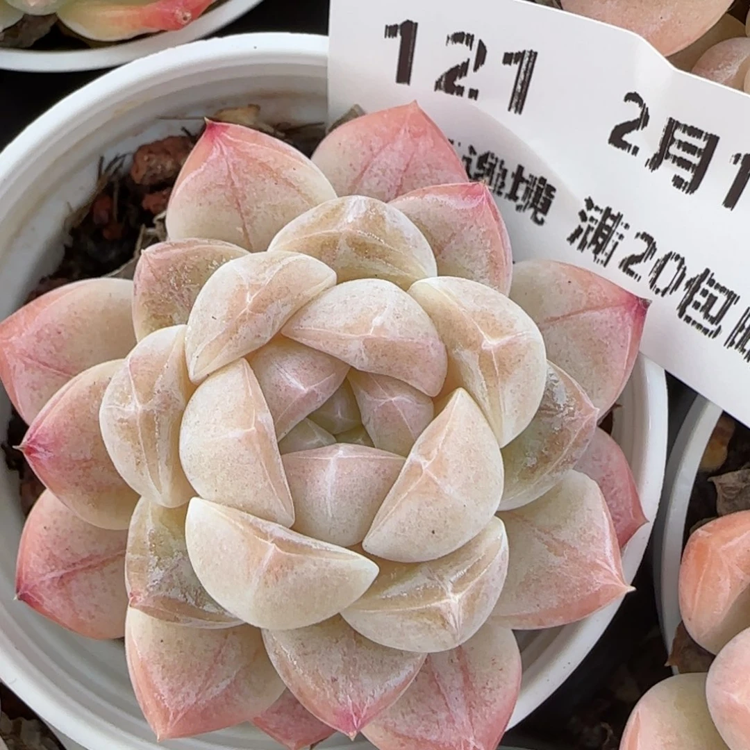 花语逸境0216-121