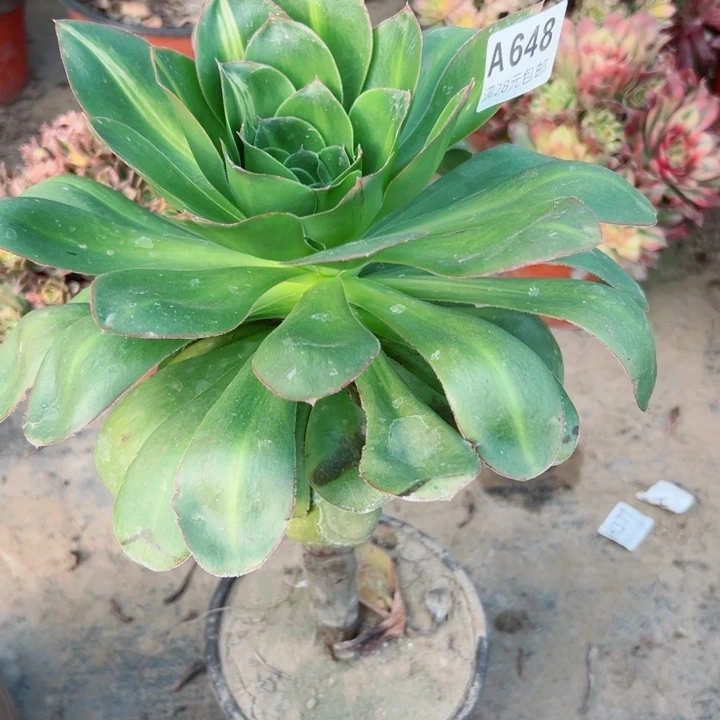 648燕姿中班多肉植物