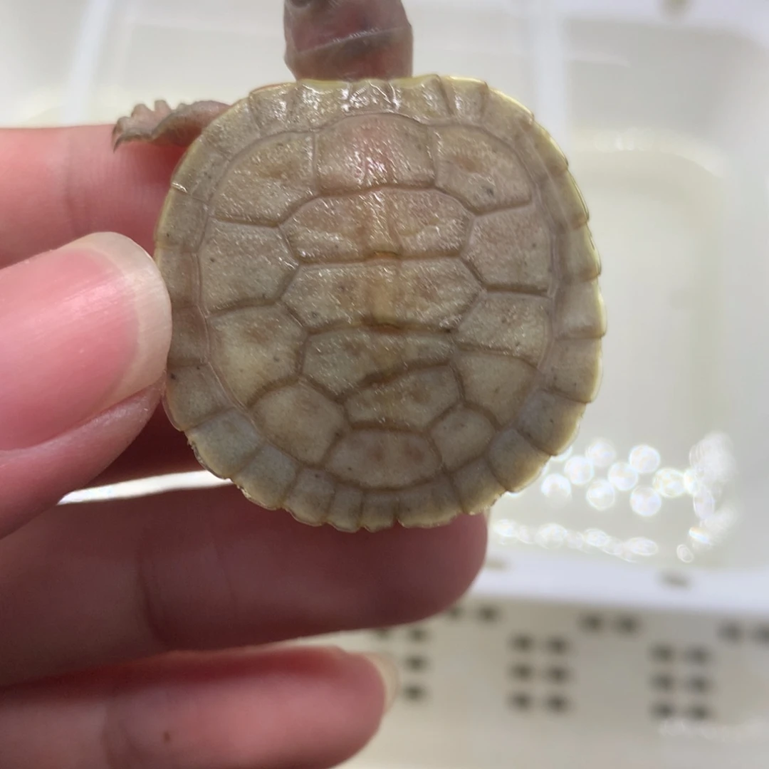 不分公母巴西彩龟