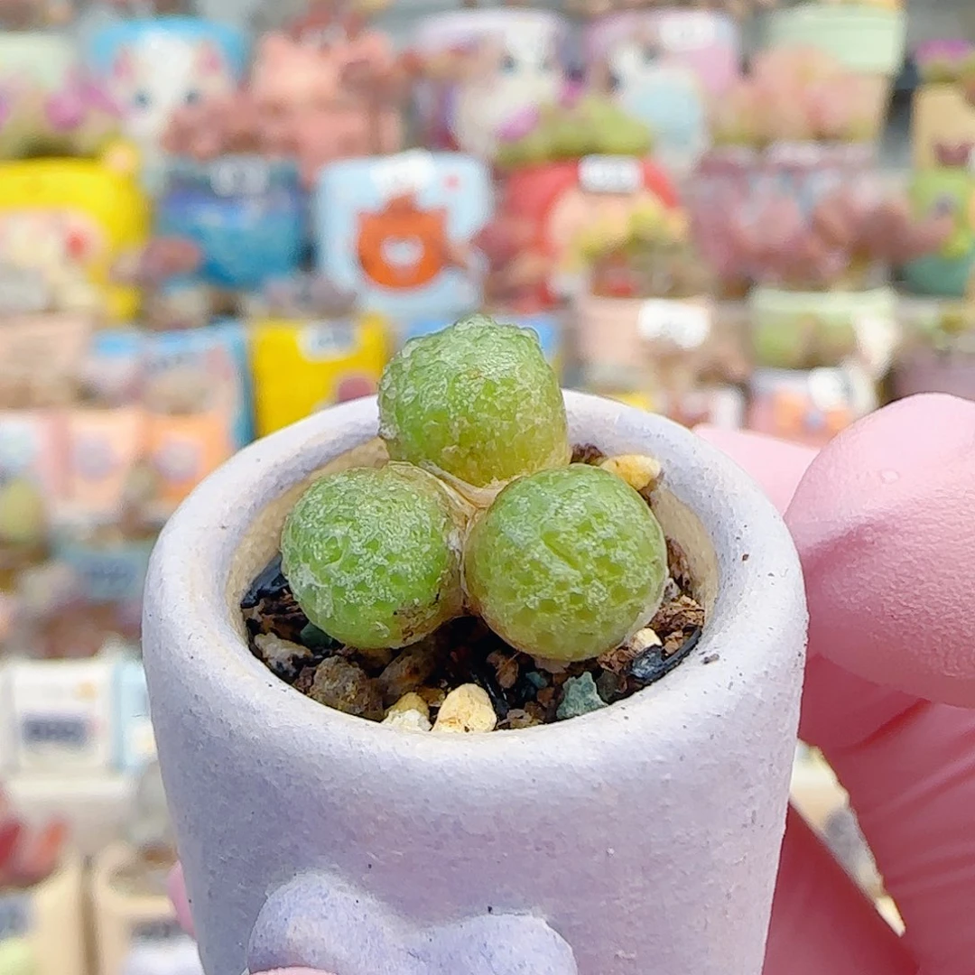 L 可爱小玉米 盆口2cm