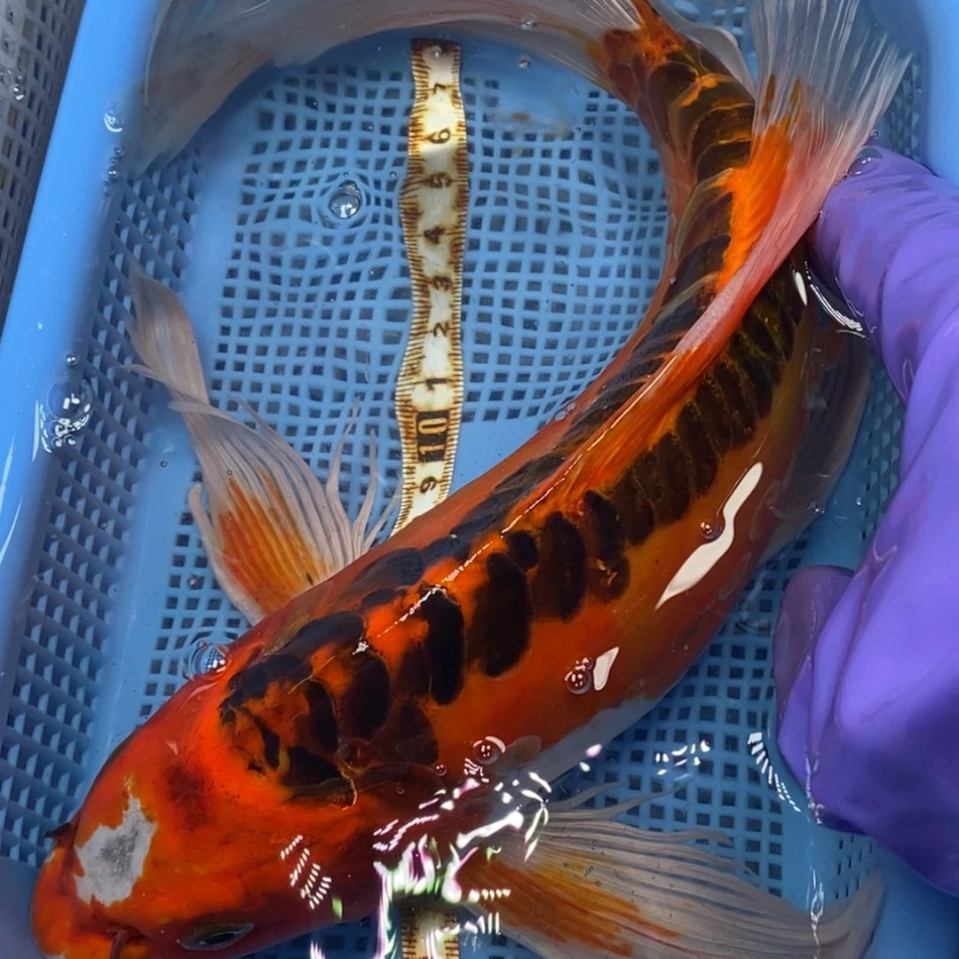 锦鲤冷水锦鲤包邮