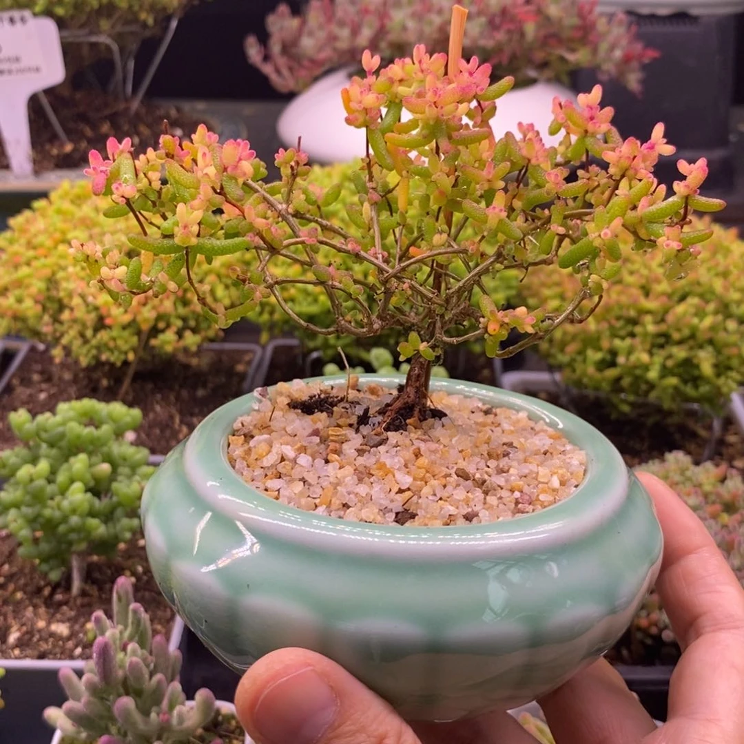 S****n220飞机猪带盆。