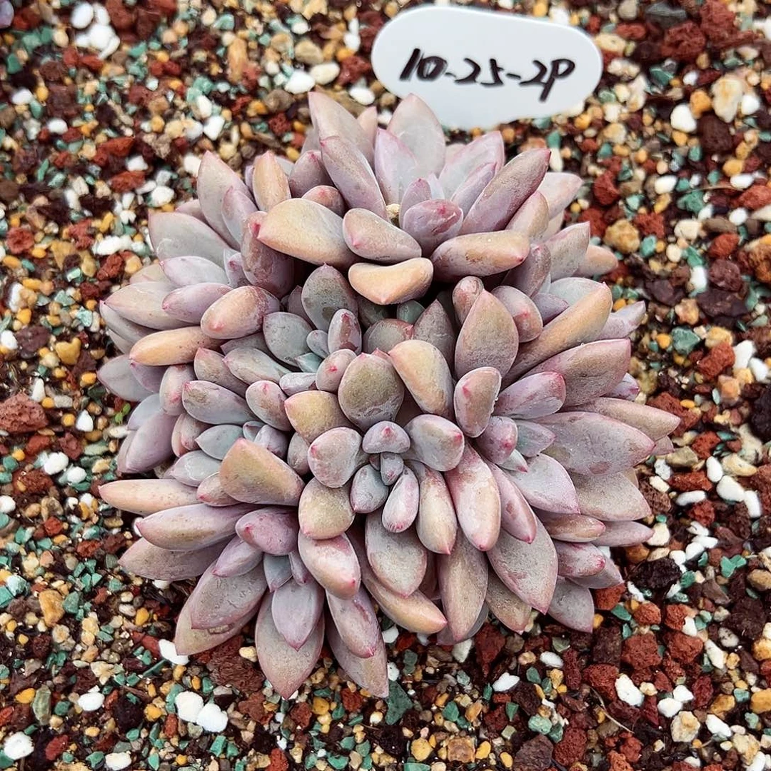 深****1025-29洛阳红群。