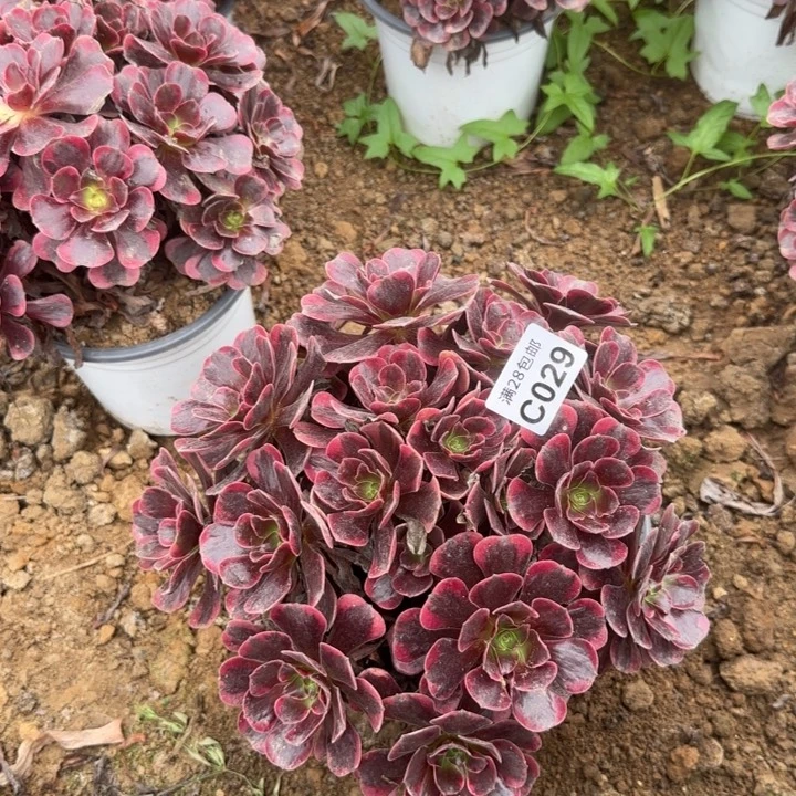 029 多肉植物不包断枝
