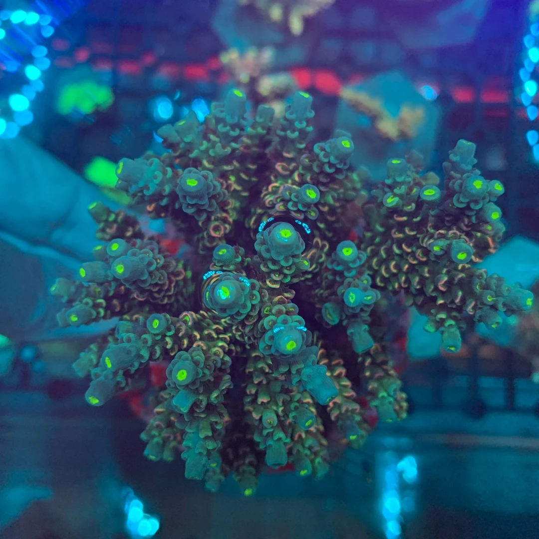 印尼SPS吞牛珊瑚