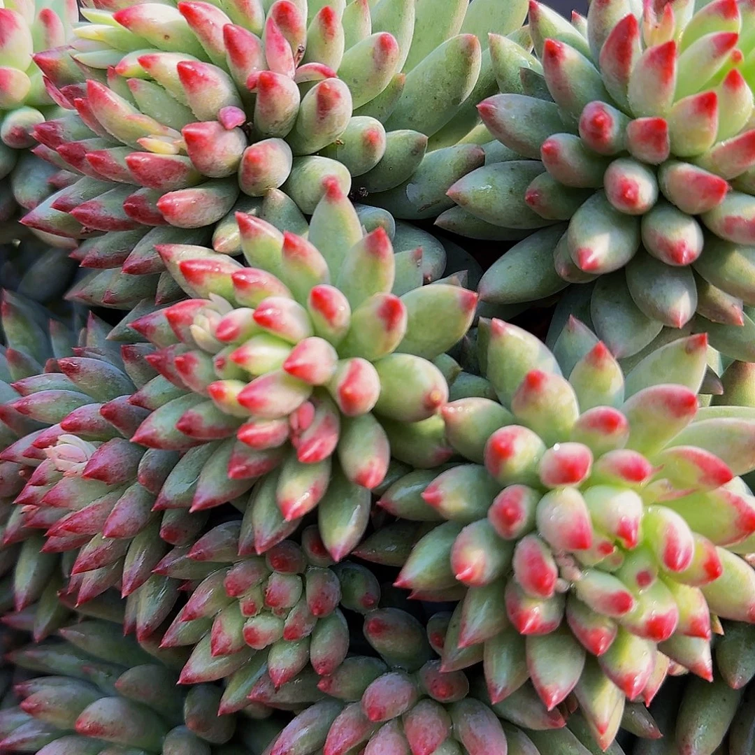 ****丽来咯呃啊啊啊啊啊啊啊呃啊啊啊啊啊呃啊啊啊