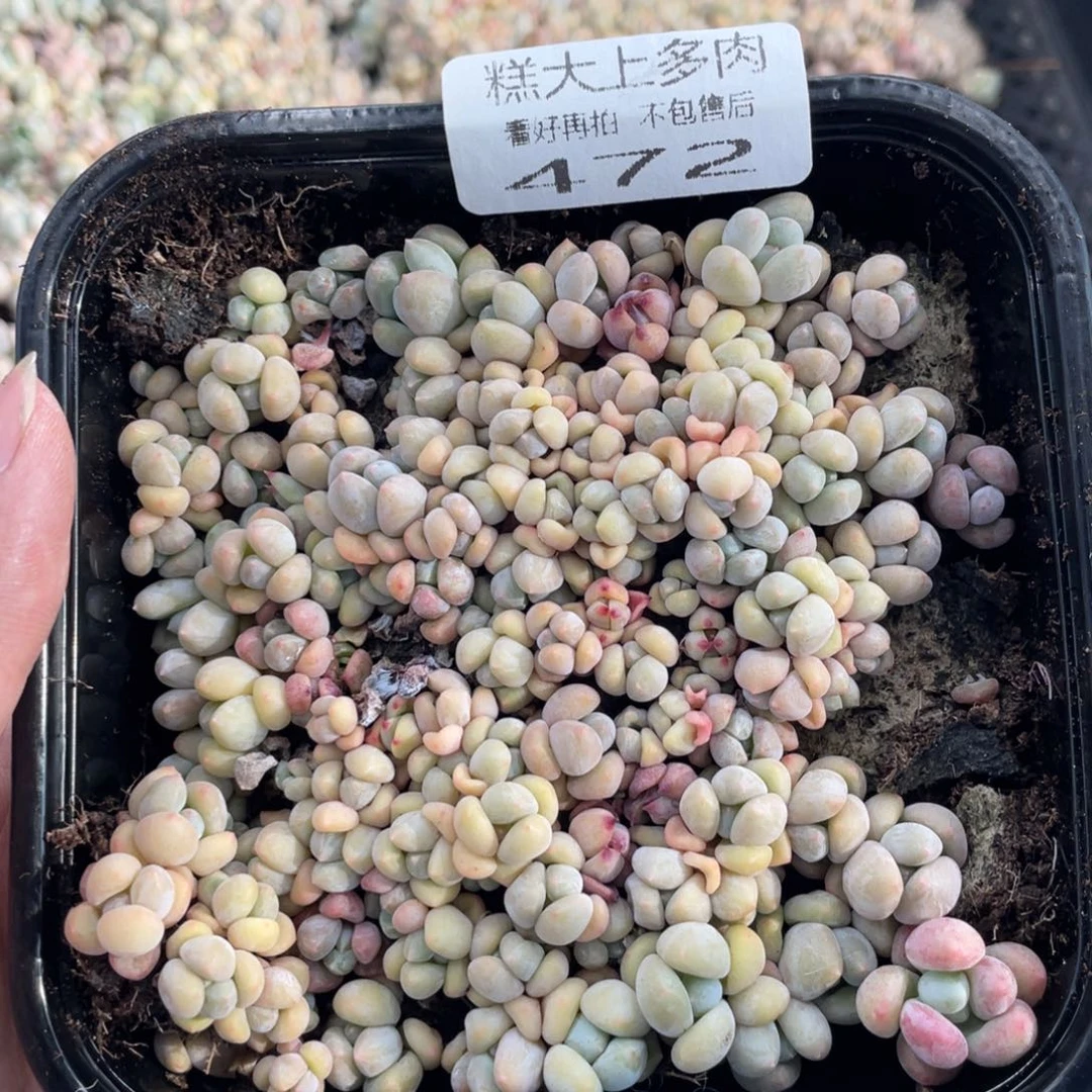 糕大上多肉植物472