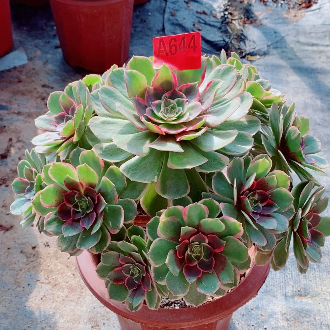 粉花妖644多肉111111