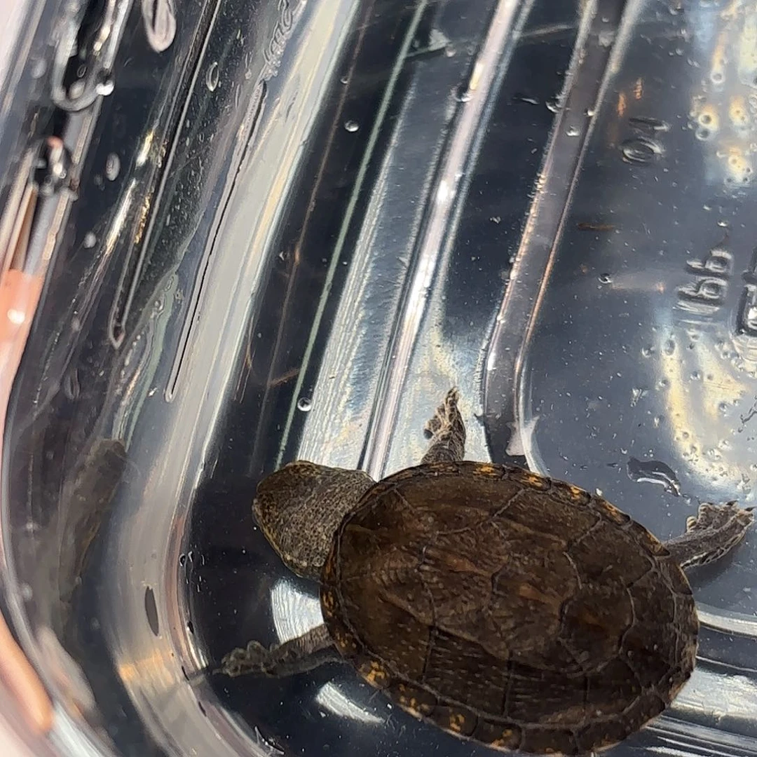 母宠物龟F16全品满文瓦哈卡泥龟