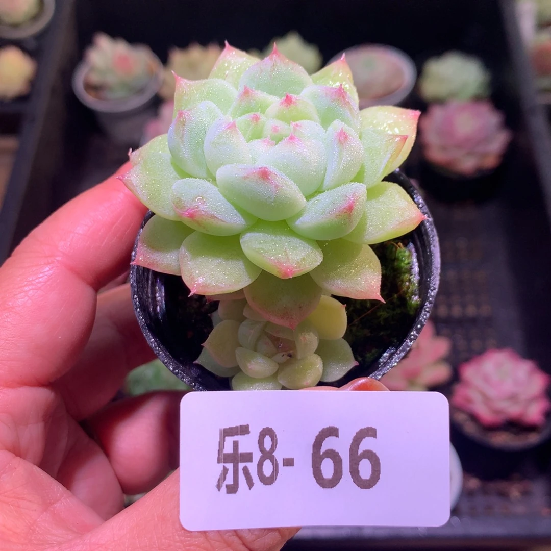 乐然 8-66 新品带仔