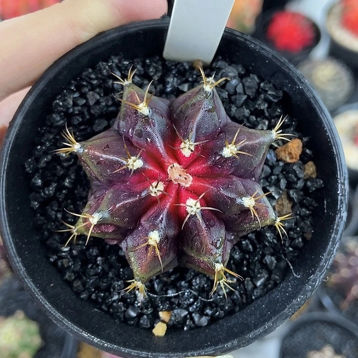 红宝石绝美实生根