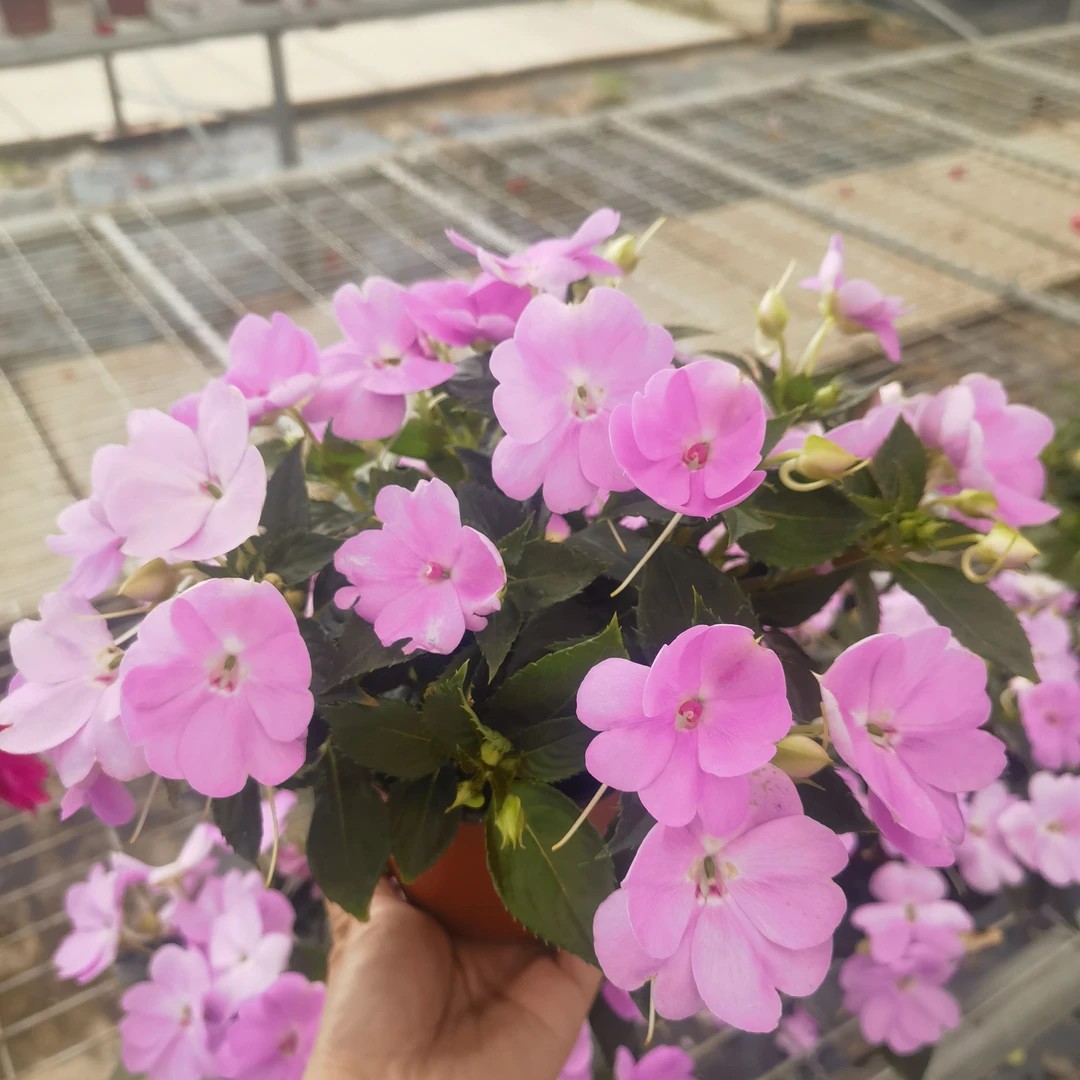 超级凤仙桑蓓斯草本花卉四季开花耐热新几内亚单瓣盆栽观花植物