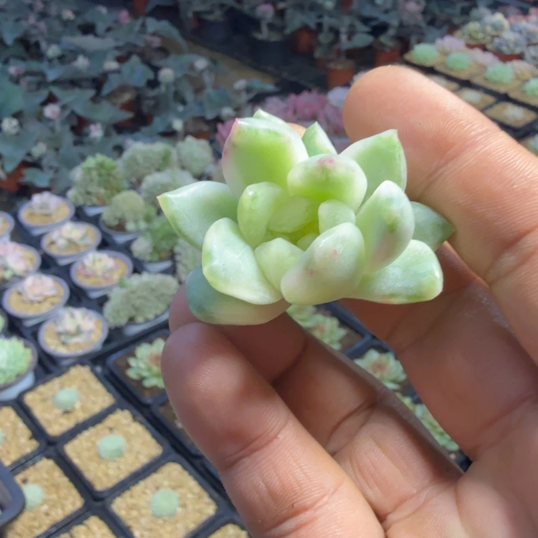 冰月亮锦，多肉锦多肉