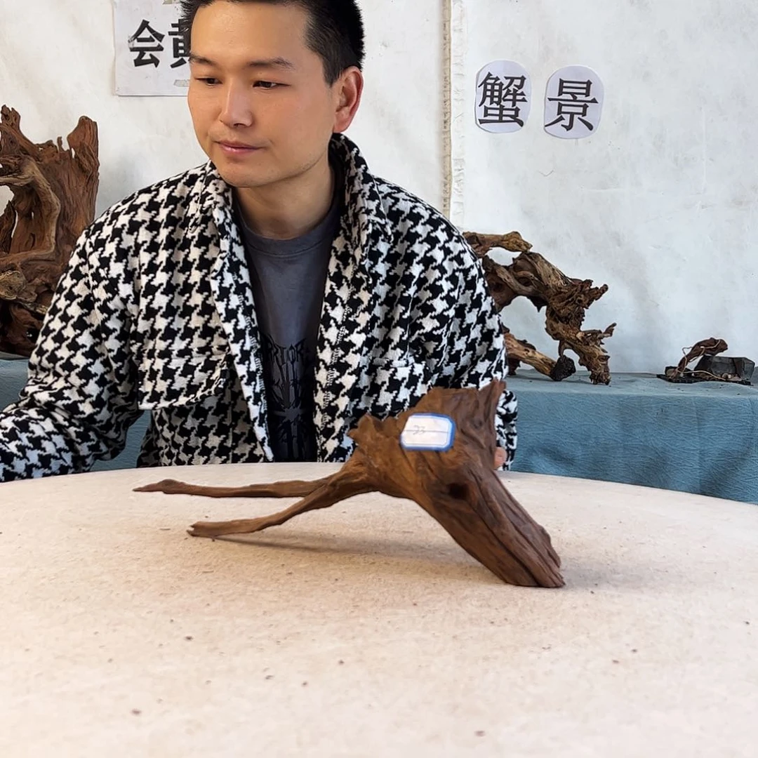 周末福利沉木造景寄居蟹造景